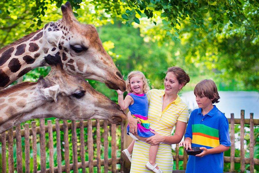Klappa en giraff på en familjedag